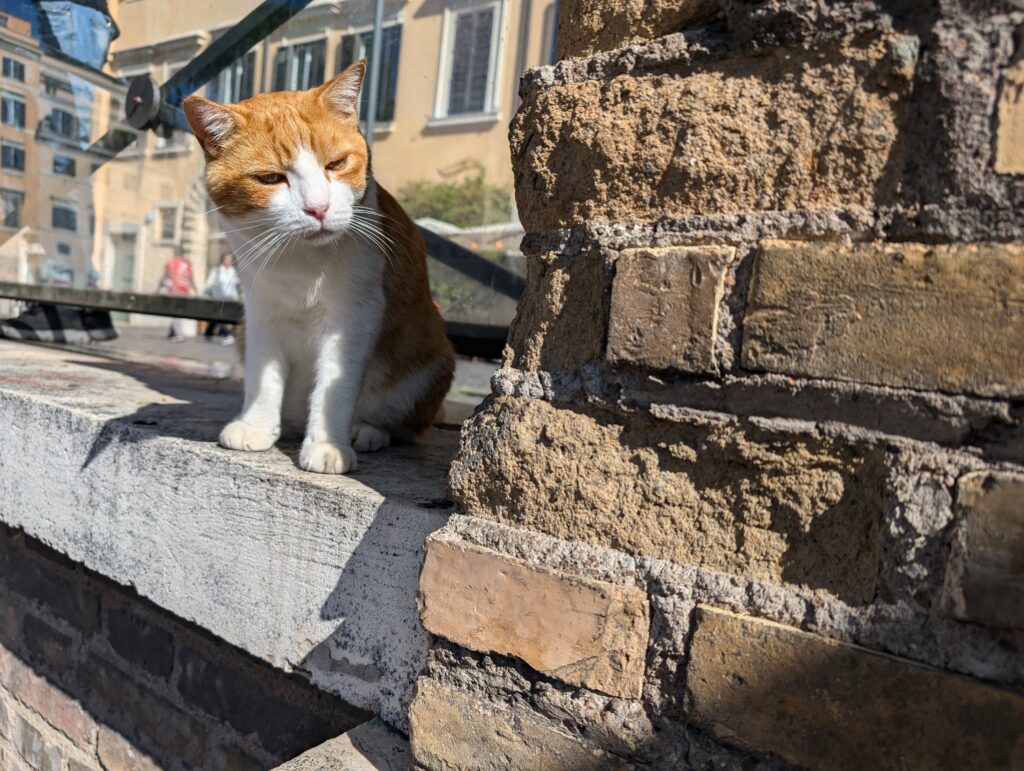 A cat at the Largo di Torre Argentina & Cat Sanctuary