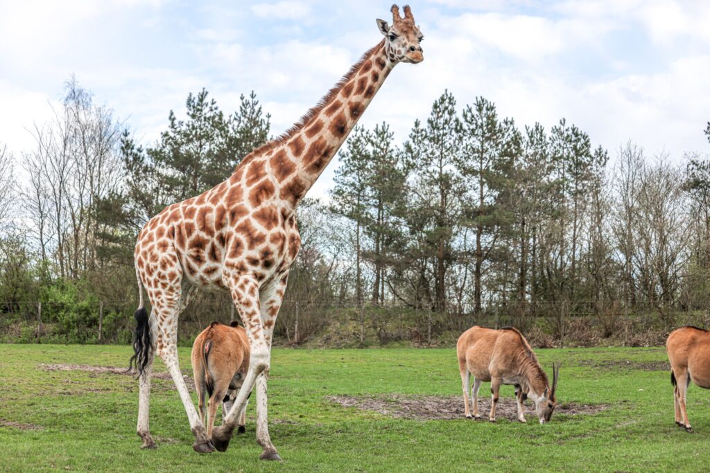 Givskud Zoo