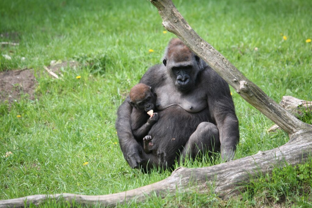 Givskud Zoo