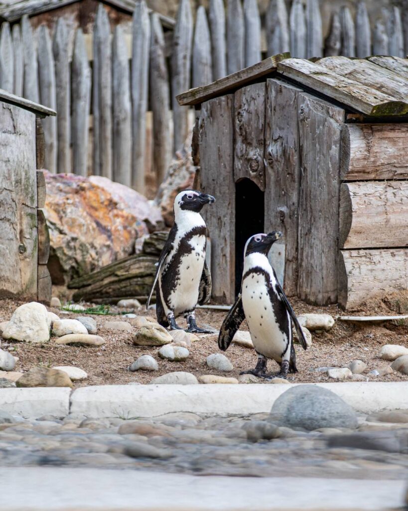Penguins in the wildlife area of Le Pal France