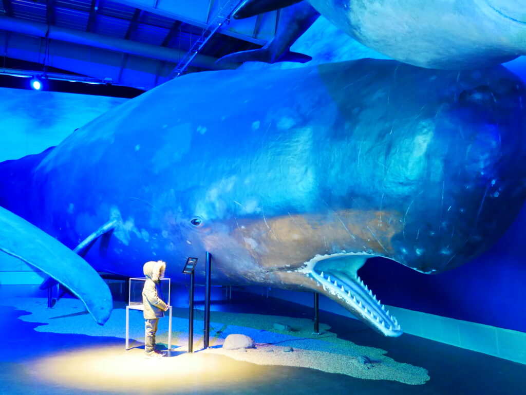 Small boy stood next to huge whale at Whales of Iceland