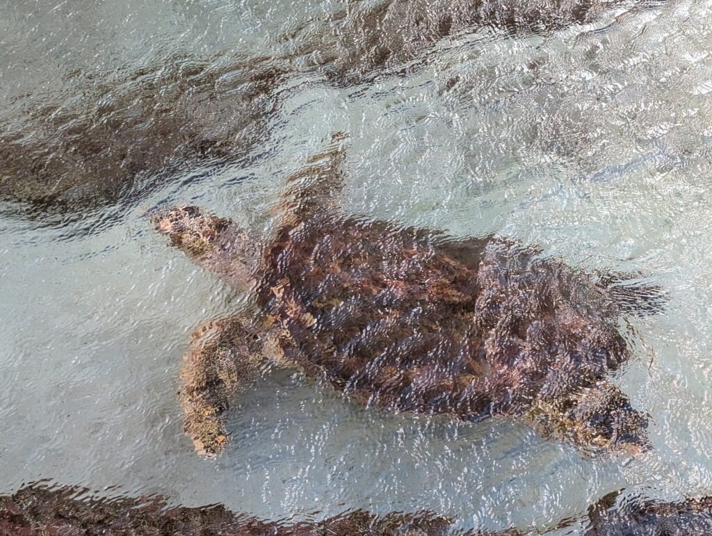 A sea turtle swimming past - one of the many marine pools at Atlantis