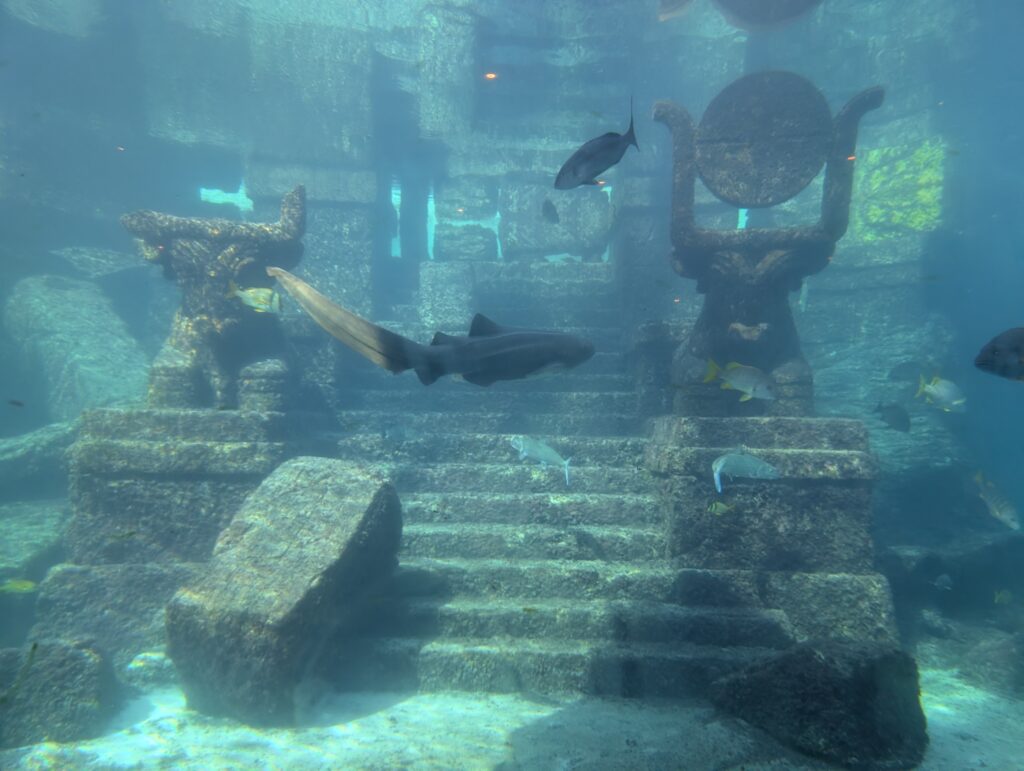 Fish swimming around in the slide area of the Mayan Temple Atlantis Bahamas