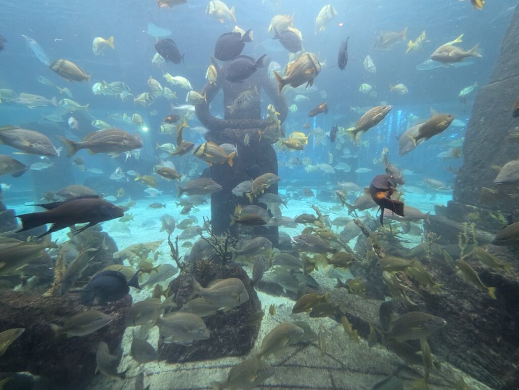 Fish swimming around in a tank at The Dig Atlantis Bahamas