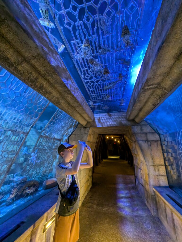 The tunnel of jellyfish at The Dig Atlantis Bahamas