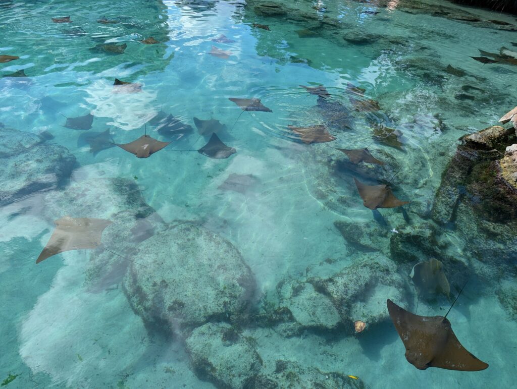 One of the numerous pools for marine life at Atlantis Bahamas