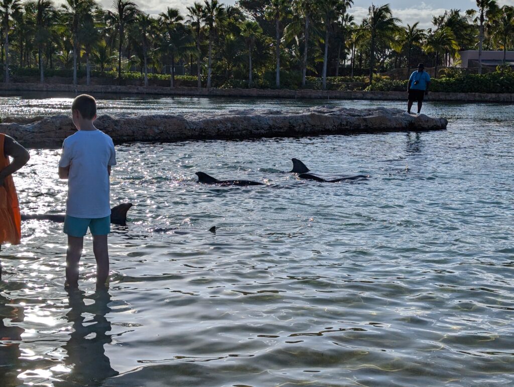 Dolphin play experience child stood with dolphins in the water at Atlantis Bahamas