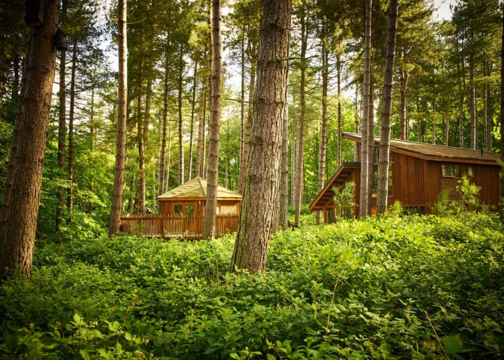 View of wooden cabins in a forest