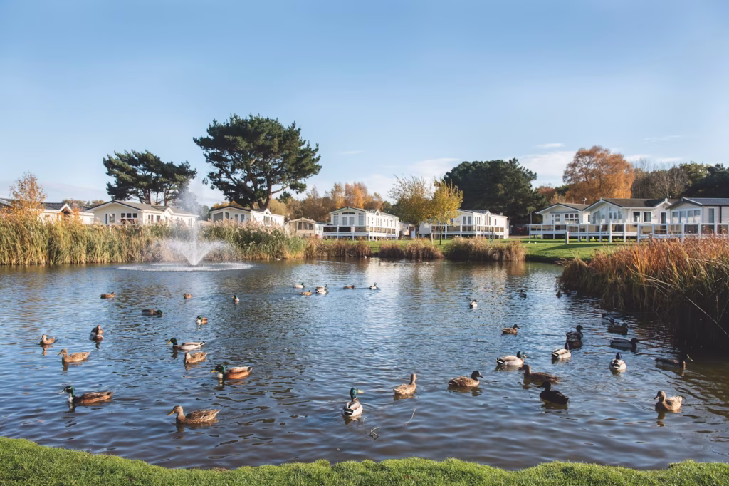 Ducks swimming on a lake with lodges in the background at Wild Duck Haven